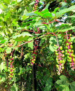 Allison O. Adams, Poke berries turning purple, Decatur, Georgia, 2011.