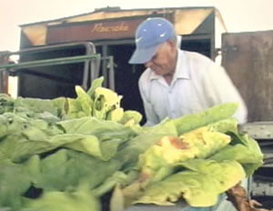 Don Candelario and a vegetable truck from The Guestworker, 2007.