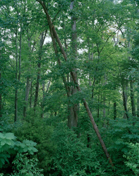 Pamela Pecchio, On Longing, 2009, 30x40 archival pigment print. Pamela Pecchio, On Longing, 2009, 30x40 archival pigment print.