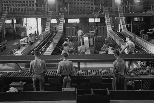 Arthur Rothstein. Packing fruit in the packinghouse at Fort Pierce, Florida, January 1937. Library of Congress Prints and Photographs Division, FSA/OWI Black & White Negatives Collection, LC-USF33-002342-M5. Arthur Rothstein. Packing fruit in the packinghouse at Fort Pierce, Florida, January 1937. Library of Congress Prints and Photographs Division, FSA/OWI Black & White Negatives Collection, LC-USF33-002342-M5.