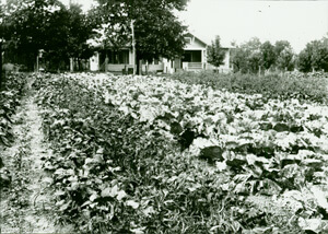 Photographer unknown, Old Stock garden, Baxter County, Arkansas, early 20th century. Courtesy University of Central Arkansas Archives, Butcher-Keller Collection. 