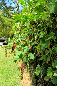 Allison O. Adams, Kudzu and pokeweed in grocery store parking lot, Decatur, Georgia, 2011.