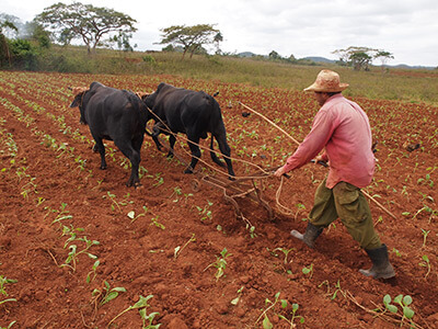 Charles D. Thompson, Jr., Farmer cultivates young tobacco in a field, near Viñales, Pinar del Rio, Cuba, 2011.