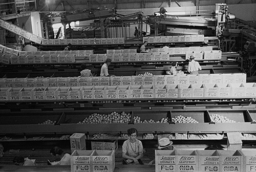 Arthur Rothstein. Packing fruit in association packinghouse at Fort Pierce, Florida. Some migratory labor is employed here, January 1937. Library of Congress Prints and Photographs Division, FSA/OWI Black & White Negatives Collection, LC-USF33-002343-M3. Arthur Rothstein. Packing fruit in association packinghouse at Fort Pierce, Florida. Some migratory labor is employed here, January 1937. Library of Congress Prints and Photographs Division, FSA/OWI Black & White Negatives Collection, LC-USF33-002343-M3.