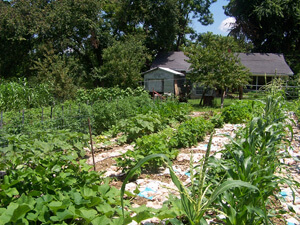 Brenda Smyth, Willodean's garden, Searcy County, Arkansas, July 2009.