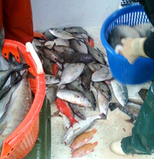 P. J. Stoops, Sorting the "trash," Houston, Texas, 2010.