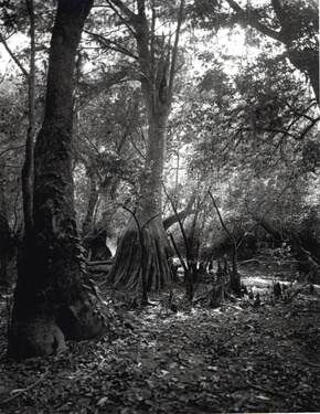 Nancy Marshall, Big Cypress, Altamaha River, Georgia, 2010.