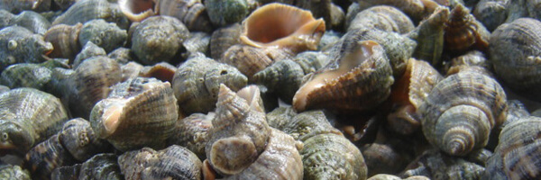 P. J. Stoops, Oyster drills, Houston, Texas, 2010.