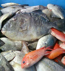 P. J. Stoops, Triggers, Squirrelfish, Rosebuds, Almacocs, and Porgies, Houston, Texas, 2010.