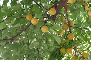 Mary E. Frederickson, Ripe apricots on trees in the factory courtyard, Margilan, Uzbekistan, 2006.