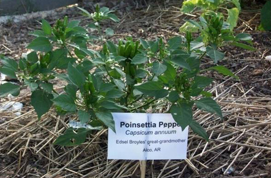 Brian C. Campbell, Poinsettia Peppers in the Seed Bank Heritage Garden, Greenbriar, Arkansas, 2008.