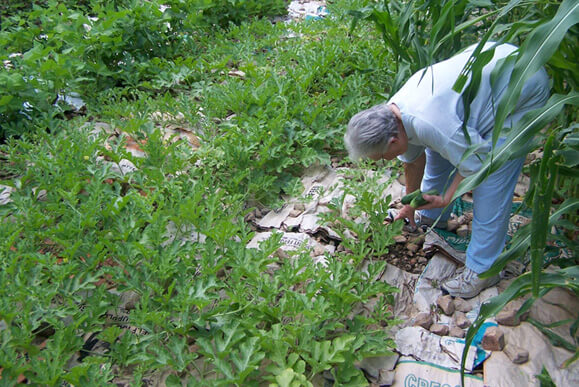 Brenda Smyth, Old chicken feed bags in garden with rocks on them as mulch, Searcy County, Arkansas, July 2009.