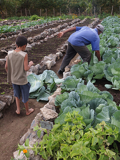 Charles D. Thompson, Jr., Pedro Rodriguez Pérez harvests cabbage as his grandson looks on. Trinidad, Cuba, 2010.