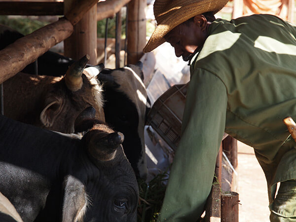 Charles D. Thompson, Jr., Vívero Alamar, a cooperative farmer, feeds the oxen after a morning's work. Trinidad?, Cuba, December 2010.