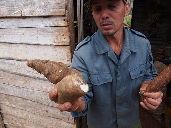 Charles D. Thompson, Jr., Casava grown and shown by farmer Noél Parrapito. Viñales, Cuba, January 2011.