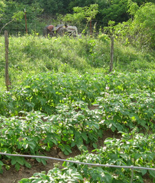 Crystal Bowne, Back-to-the-Land Ozarker Gardens, Newton County, Arkansas, 2010