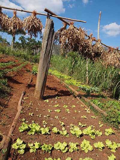 Charles D. Thompson, Jr., A small vegetable patch in Pinar del Rio, Cuba, January 2011.