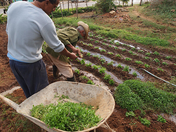  Charles D. Thompson, Jr., Farmers near Trinidad planting watercress for later sale in town. Trinidad, Cuba, December 2010.