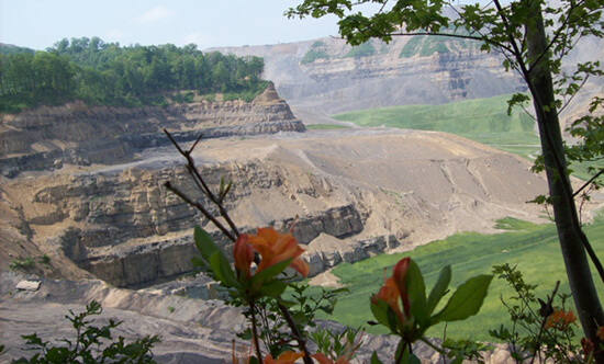 Denny Tyler, Native plants manage to survive on the fringes of the Edwight Mountaintop Removal site, Raleigh County, West Virgina, 2008.