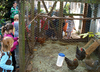 Allison O. Adams, Local kindergarteners visit an urban chicken coop, Decatur, Georgia, November 2009. Allison O. Adams, Local kindergarteners visit an urban chicken coop, Decatur, Georgia, November 2009.