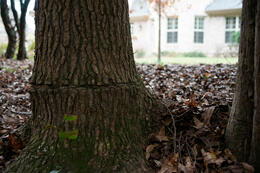 John Howard, Prior claims of ownership and enclosure, Henry County, Georgia, November 2009. John Howard, Prior claims of ownership and enclosure, Henry County, Georgia, November 2009.