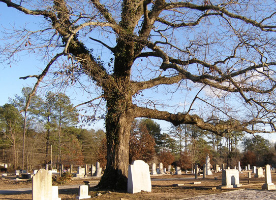 Ellen Schattschneider, The Kitty Tablet at the base of the Gateway Oak. Oxford City Cemetery, Georgia, 2005.
