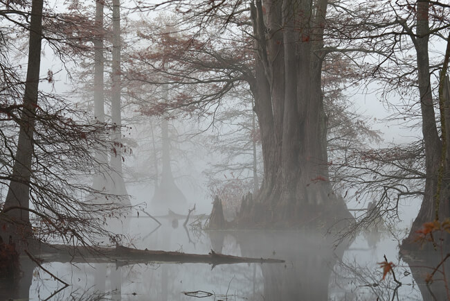 Barry Hamilton, Cypress swamp, Galloway, Arkansas, 2010.