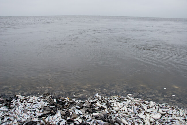 Stacy Kranitz, Fish, Isle de Jean Charles, Louisiana, 2010.