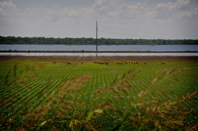 Aimee Cahanin, Old River deer, Old River Control Structure, Pointe Coupee Parish, Louisiana, 2011.