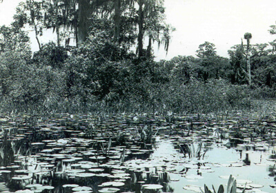 Francis Harper, Cypress head and water lilies on Chase Prairie, Okefenokee Swamp, May 1912. Francis Harper, Cypress head and water lilies on Chase Prairie, Okefenokee Swamp, May 1912.
