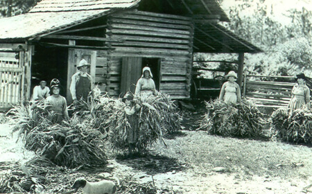 Francis Harper, The Chesser family putting fodder out to dry, Chesser’s Island, Okefenokee Swamp, 1922. Francis Harper, The Chesser family putting fodder out to dry, Chesser’s Island, Okefenokee Swamp, 1922.