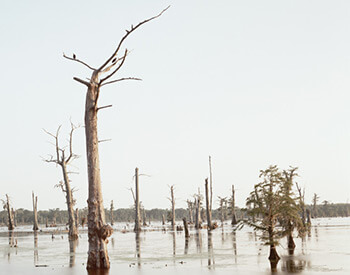 Cypress Swamp, Alligator Bayou, Louisiana, 1998. Photograph by Richard Misrach. Courtesy of Pace/MacGill Gallery, New York; Fraenkel Gallery, San Francisco; and Marc Selwyn. © Richard Misrach. Cypress Swamp, Alligator Bayou, Louisiana, 1998. Photograph by Richard Misrach. Courtesy of Pace/MacGill Gallery, New York; Fraenkel Gallery, San Francisco; and Marc Selwyn. © Richard Misrach.