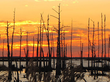 Saltwater Intrusion, Chauvin, Louisiana, 2013. Photograph by Kurt Lirette. Courtesy of photographer. Saltwater Intrusion, Chauvin, Louisiana, 2013. Photograph by Kurt Lirette. Courtesy of photographer.