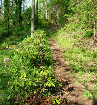 Young hedge of Rhododendron 'Maxecat,' piedmont azaleas to the left of the hedge. Birmingham, Alabama, April 8, 2008. Photograph by Jon Smith.