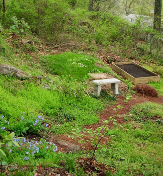 Start of the raised vegetable bed, with Virginia bluebells lining the path, Carolina silverbell and wildflower patch with Trillium cuneatum in foreground, Alabama snow-wreath left of the bench, and Rhododendron 'Maxecat' at bottom left corner. Birmingham, Alabama, March 30, 2008. Photograph by Jon Smith.