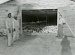 Jones Co-op, Jones County, Mississippi, 1958. Photograph from Mississippi Farm Bureau Federation Collection PI/2010.0002. Series 2, Image 977. Courtesy of Mississippi Department of Archives and History. Jones Co-op, Jones County, Mississippi, 1958. Photograph from Mississippi Farm Bureau Federation Collection PI/2010.0002. Series 2, Image 977. Courtesy of Mississippi Department of Archives and History.