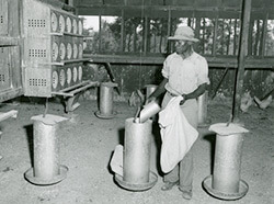 Poultry farm scene with unidentified man, Clarke County, Mississippi, 1956. Photograph from Mississippi Farm Bureau Federation Collection PI/2010.0002. Series 2, Image 276. Courtesy of Mississippi Department of Archives and History. Poultry farm scene with unidentified man, Clarke County, Mississippi, 1956. Photograph from Mississippi Farm Bureau Federation Collection PI/2010.0002. Series 2, Image 276. Courtesy of Mississippi Department of Archives and History.