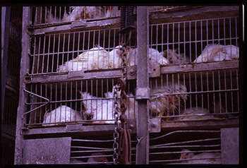 Hauling chickens to slaughter, Scott County, Mississippi, 2004. Photograph by John Fiege. Courtesy of John Fiege. Hauling chickens to slaughter, Scott County, Mississippi, 2004. Photograph by John Fiege. Courtesy of John Fiege.