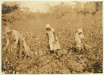 Figure 4. Campbell family picking cotton. Pottawotamie County, Oklahoma, 1916. Photograph by Lewis Hine. Child Labor Collection, Library of Congress, LOT 7475, v. 2, no. 4590. Figure 4. Campbell family picking cotton. Pottawotamie County, Oklahoma, 1916. Photograph by Lewis Hine. Child Labor Collection, Library of Congress, LOT 7475, v. 2, no. 4590.