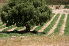 John Howard, Field, Palomares, Spain, April 2011.