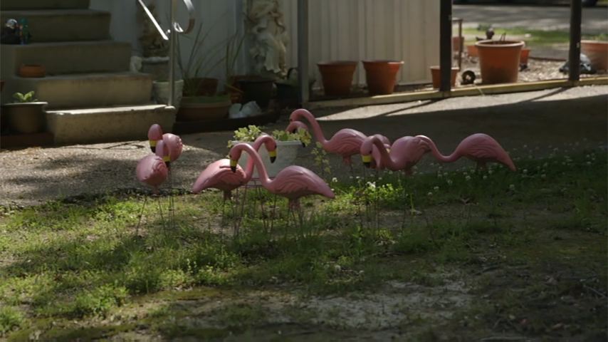 Pink flamingos
