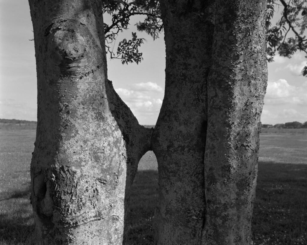 The trunks of two trees stand close to each other, connected by a small section of grafted bark, in the midst of a bright open field.