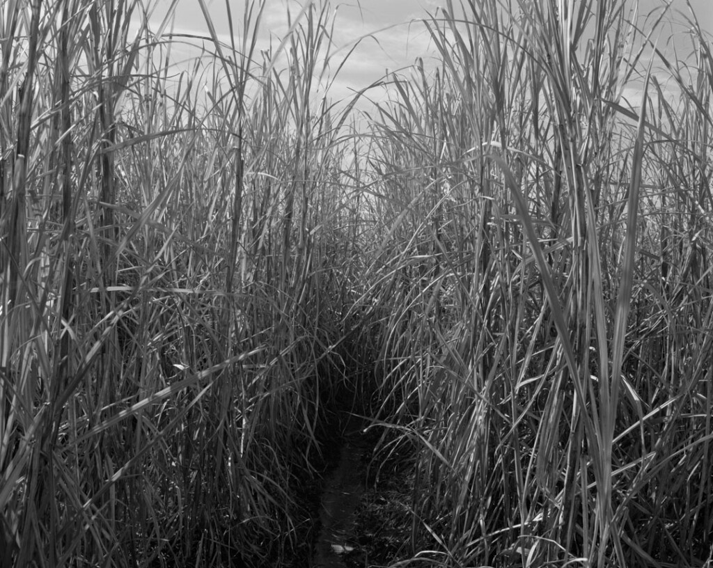 Tall grassy stalks looming over a narrow dark path in the center of a sugarcane field.